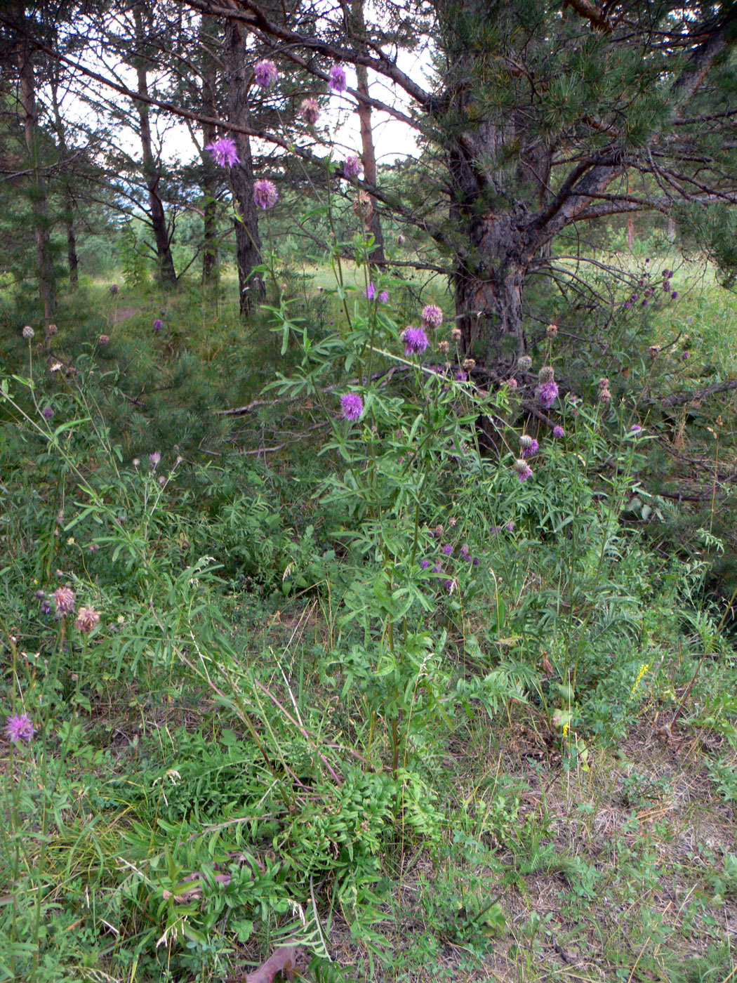 Image of Centaurea scabiosa specimen.