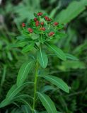 Euphorbia pilosa. Верхушка плодоносящего растения. Красноярский край, Ермаковский р-н, природный парк \"Ергаки\", долина р. Тушканчик, ≈ 1200 м н.у.м., опушка хвойного леса. 13.07.2018.