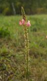 Onobrychis arenaria. Верхушка доцветающего побега. Башкортостан, Кугарчинский р-н, окр. дер. Мурадымово, природный парк \"Мурадымовское ущелье\", долина р. Большой Ик, вдоль грунтовой дороги среди луговой растительности. 3 сентября 2018 г.