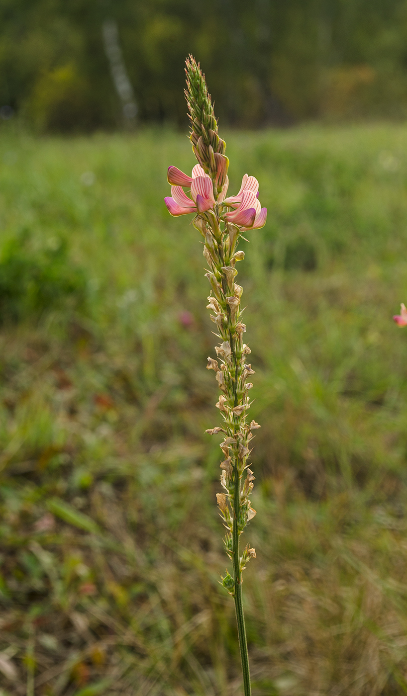 Image of Onobrychis arenaria specimen.