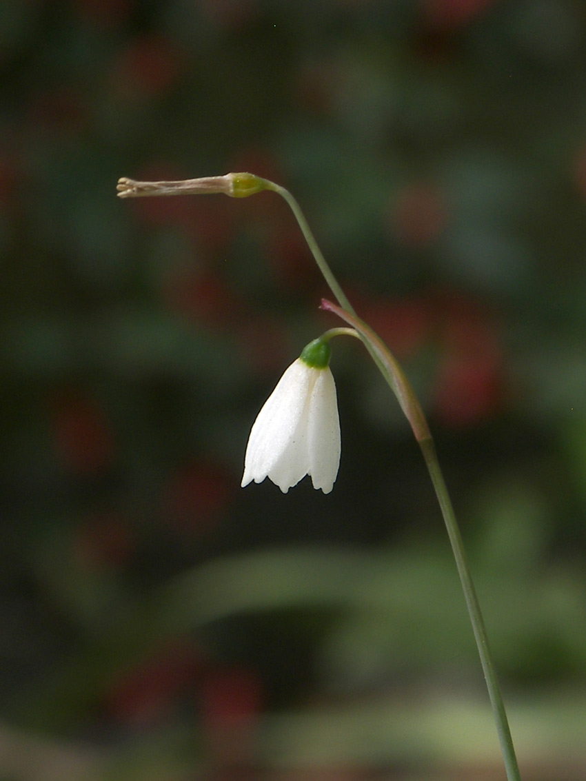 Изображение особи Acis autumnalis.