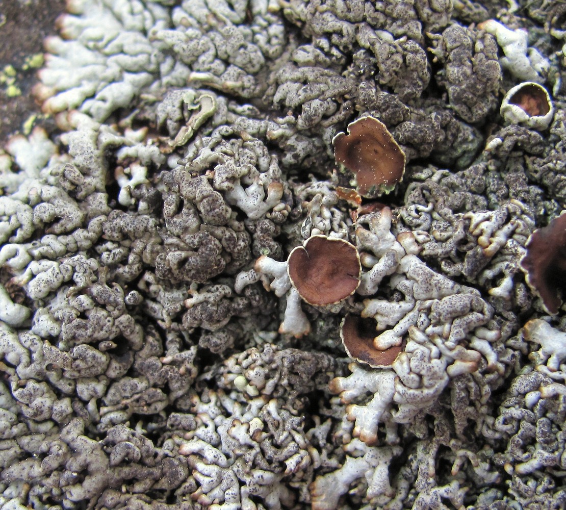 Image of Brodoa intestiniformis specimen.