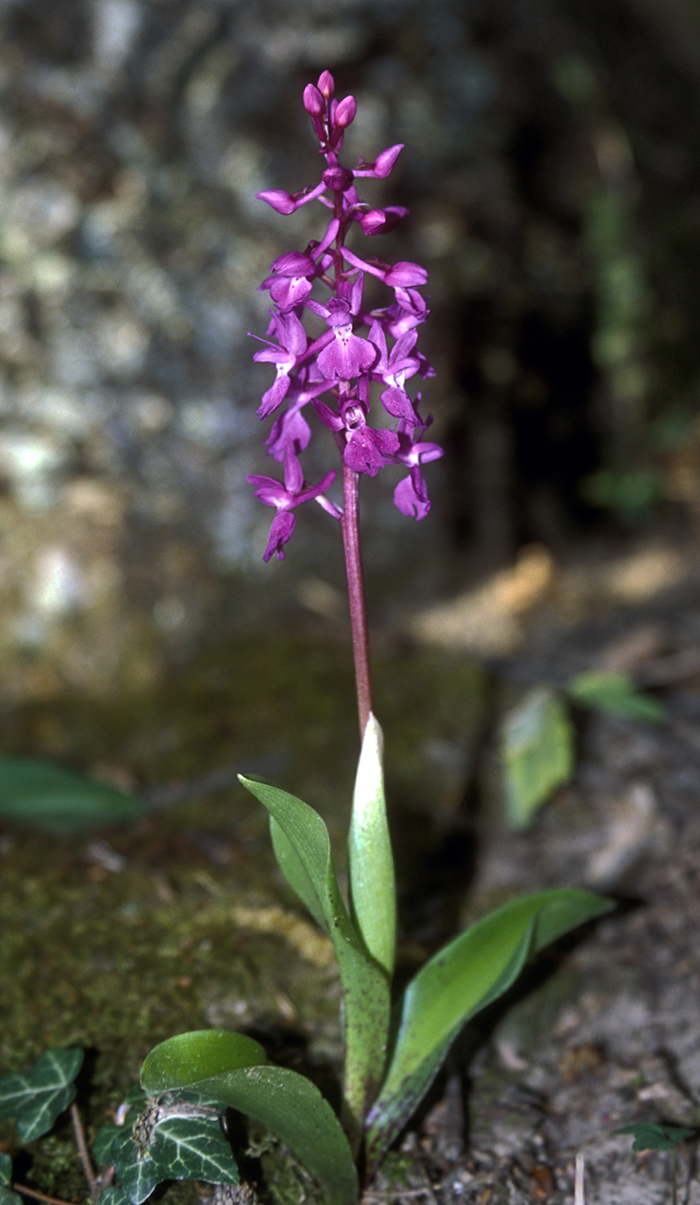 Image of Orchis mascula specimen.