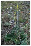 Verbascum gnaphalodes. Цветущее растение. Республика Абхазия, г. Сухум, морской пляж. 19.08.2009.