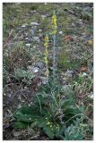 Verbascum gnaphalodes