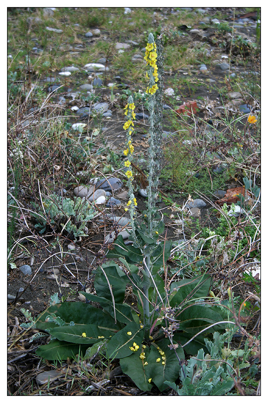 Image of Verbascum gnaphalodes specimen.