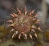 Opuntia aciculata