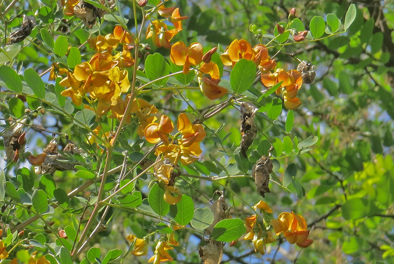 Image of Colutea &times; media specimen.