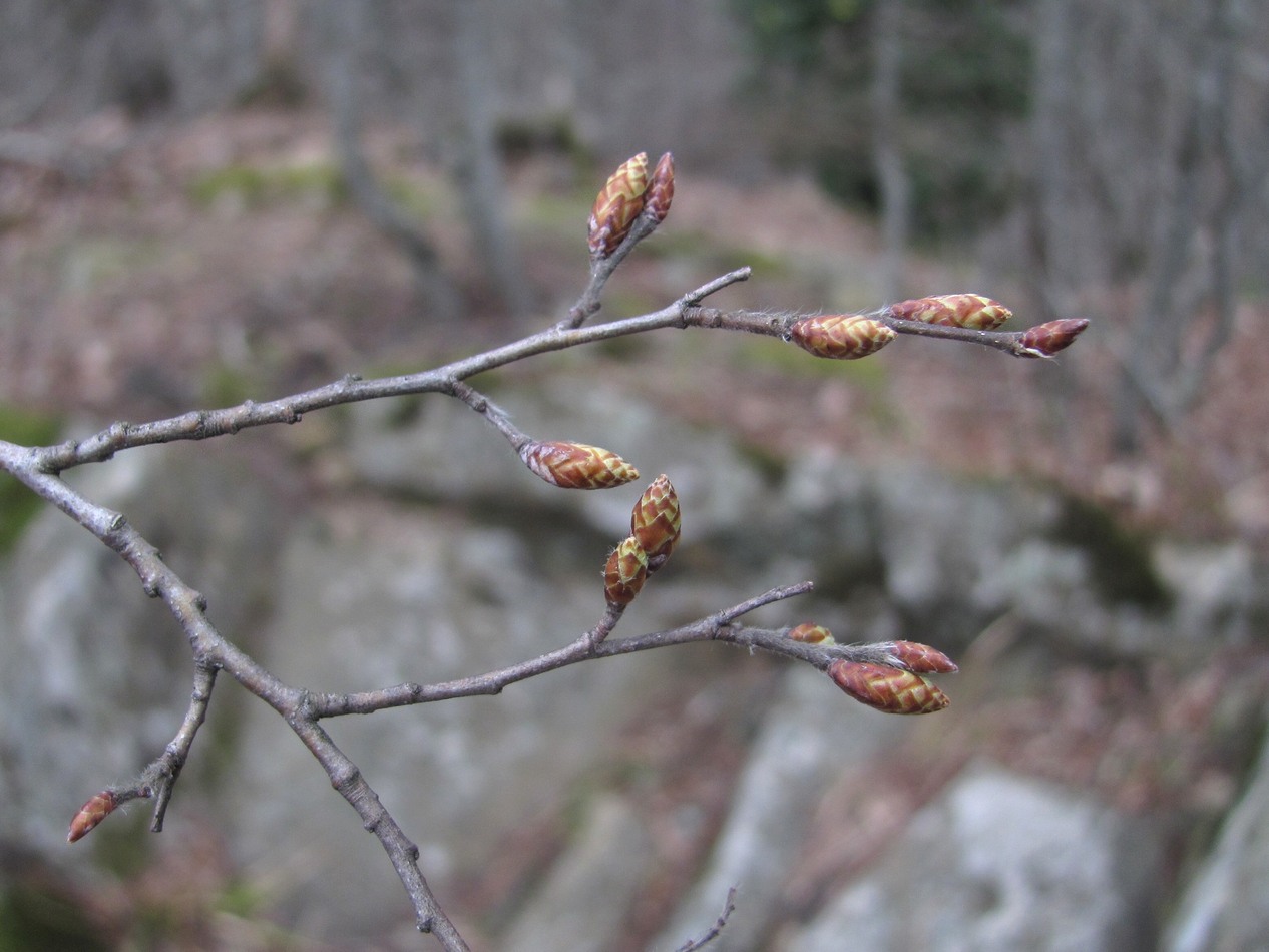 Image of Carpinus orientalis specimen.