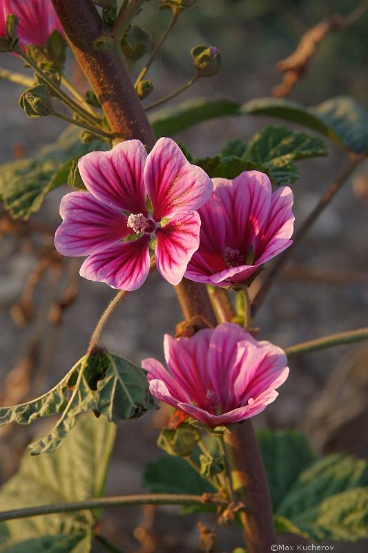 Изображение особи Malva sylvestris.