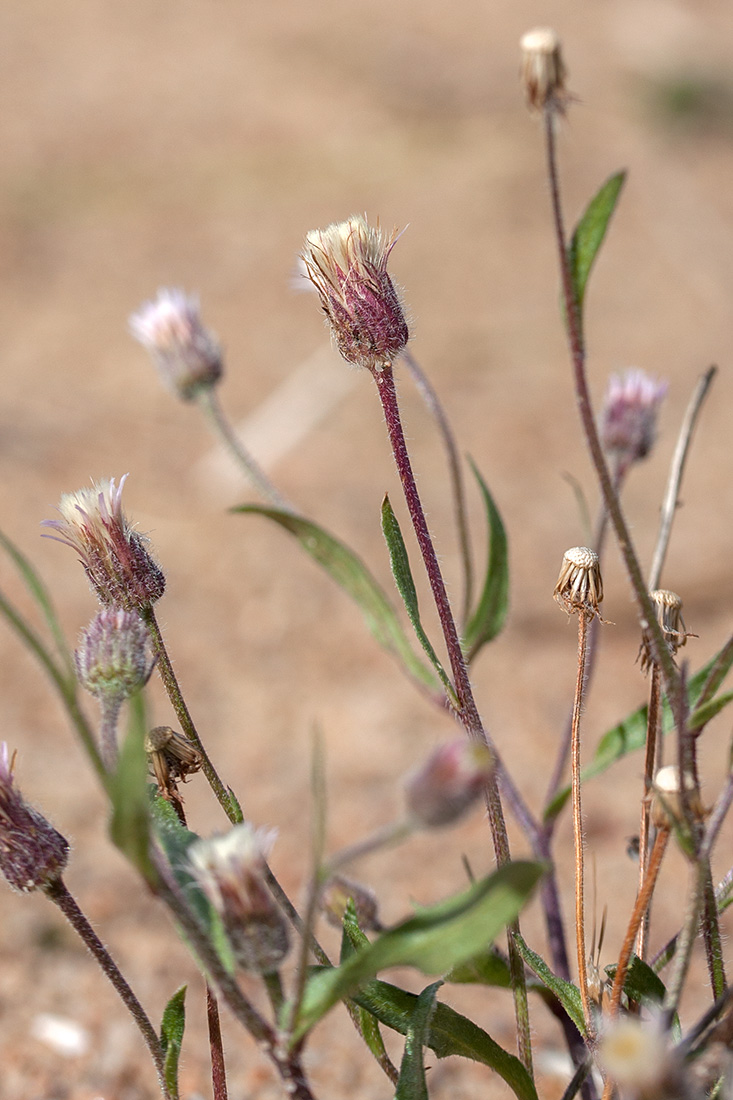 Изображение особи Erigeron acris.
