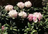 род Rhododendron. Ветви цветущего растения. Крым, Южный Берег, Партенит, парк ЛОК \"Айвазовское\". 30.04.2018.