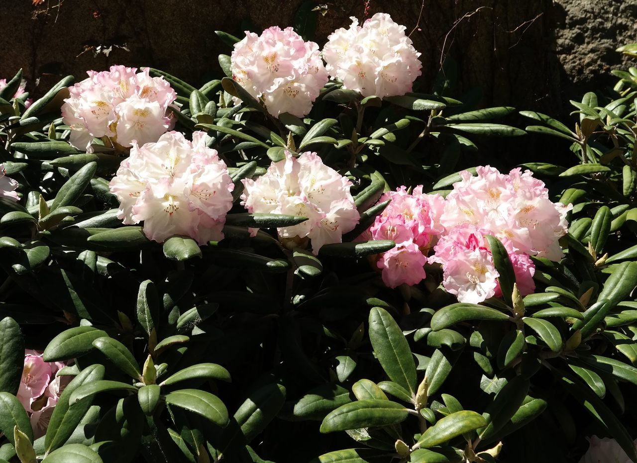 Image of genus Rhododendron specimen.