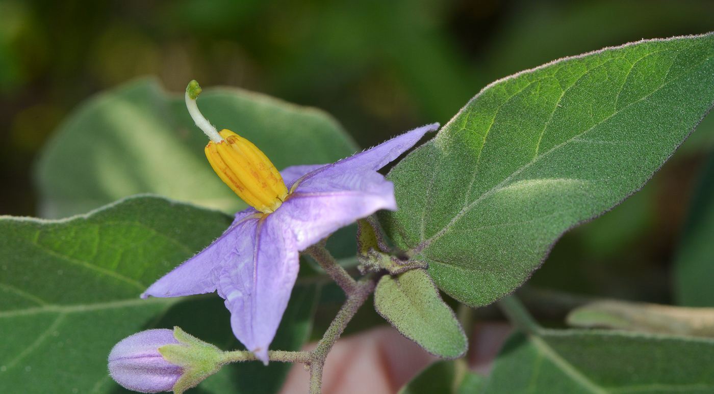 Изображение особи Solanum incanum.