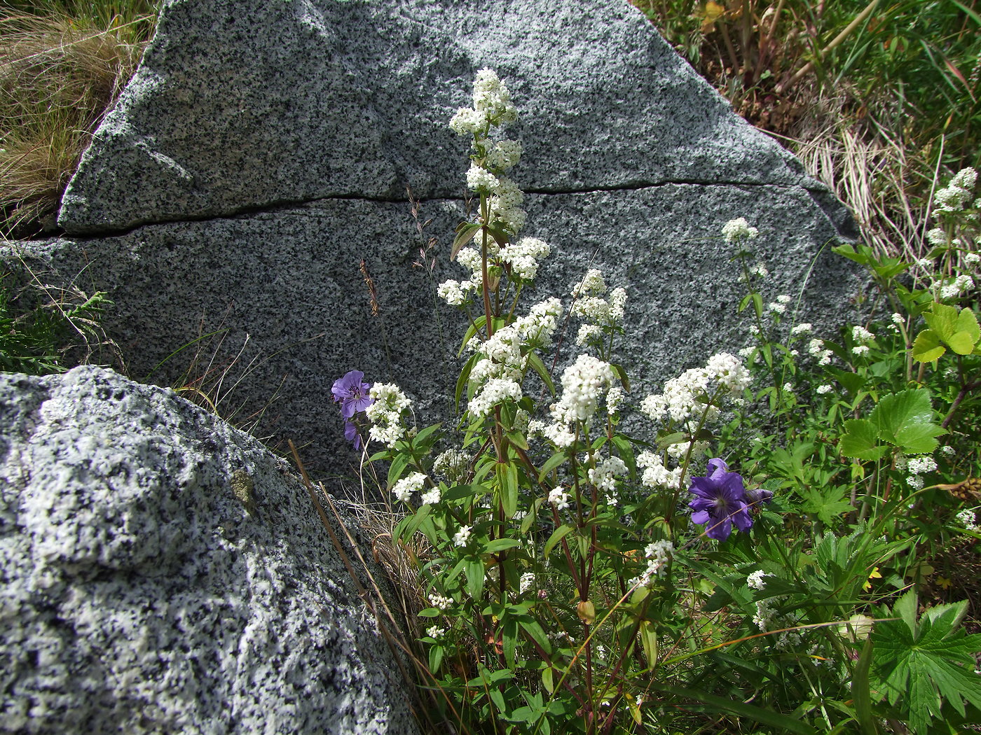 Изображение особи Galium boreale.