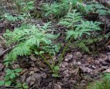 Pleurospermum uralense. Вегетирующее растение. Пермский край, Оханский р-н, Кунчурихинский бор, заболоченный смешанный лес. 18.08.2018.