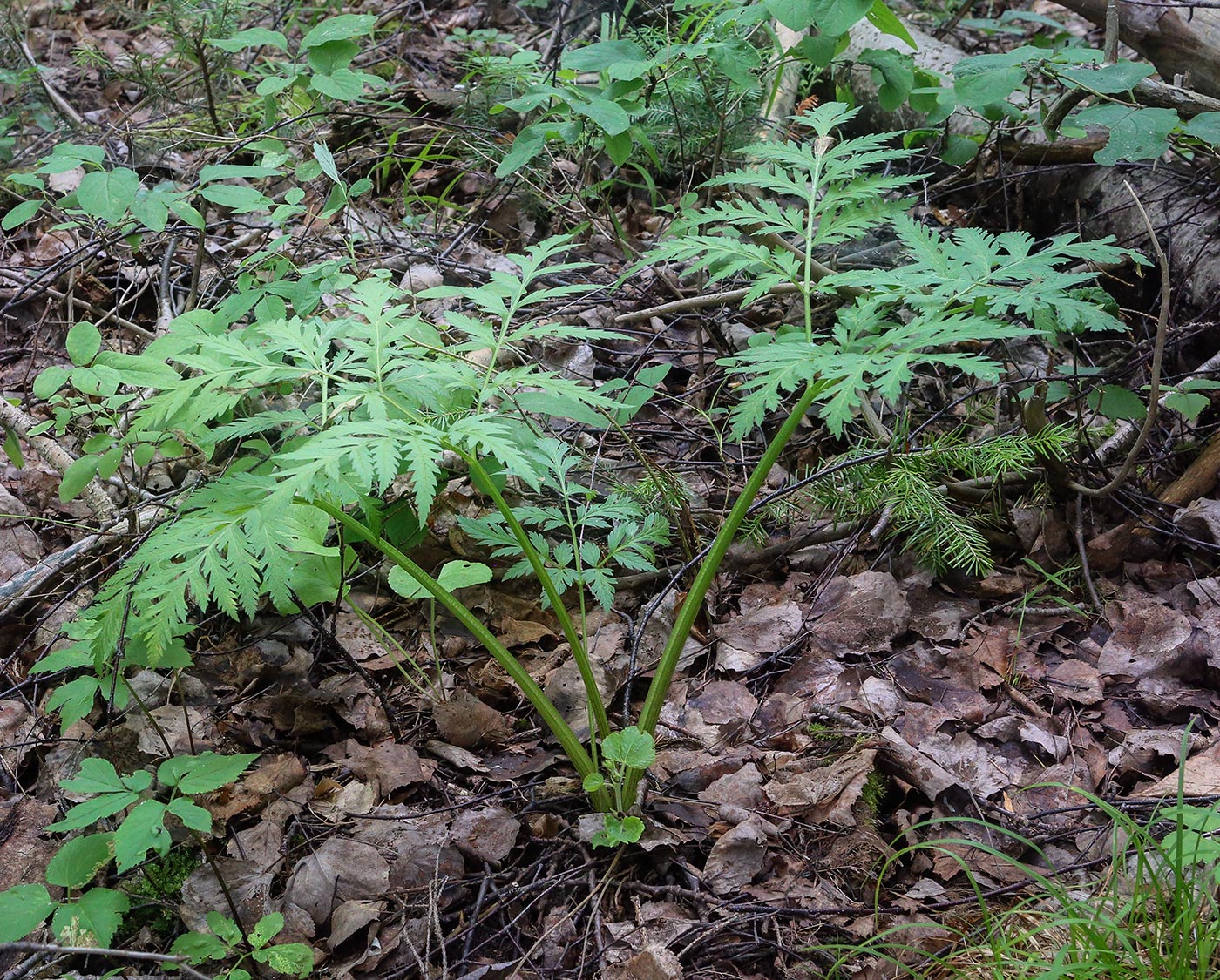 Изображение особи Pleurospermum uralense.