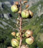 Image of taxon representative. Author is Рустам Бобров