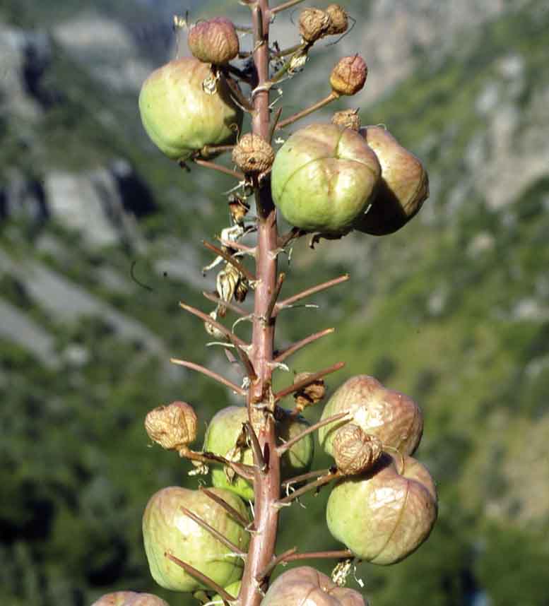 Изображение особи Eremurus robustus.