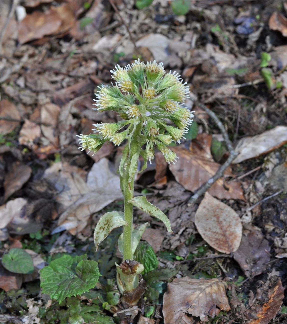 Image of Petasites albus specimen.