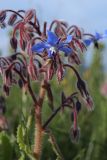 Borago officinalis. Верхушка цветущего растения. Испания, Каталония, провинция Жирона, комарка Альт-Эмпорда, окр. г. Фигерас, травянистый склон. 31.03.2019.