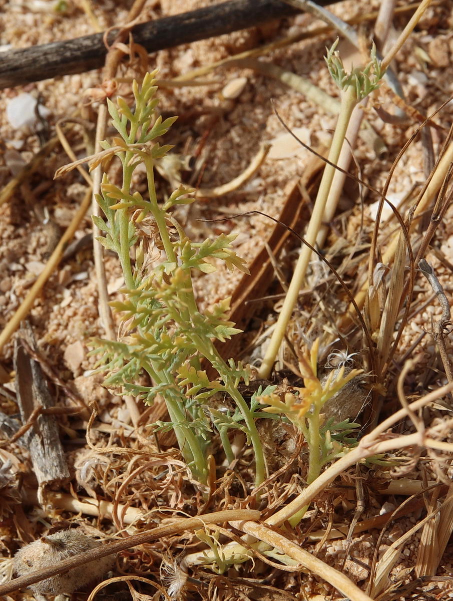 Изображение особи Roemeria hybrida.