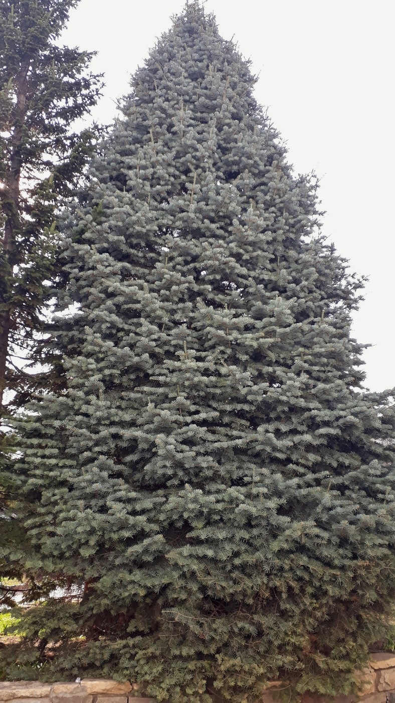 Изображение особи Abies concolor.