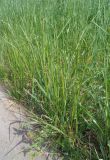 Festuca pratensis