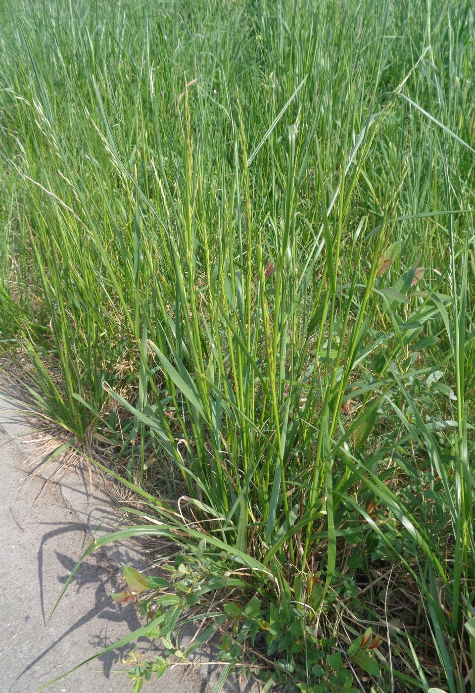 Изображение особи Festuca pratensis.