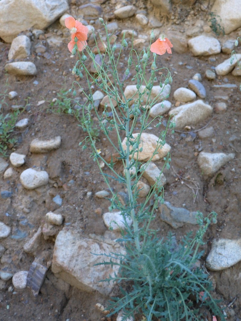 Image of Papaver persicum specimen.