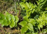 Valeriana dubia