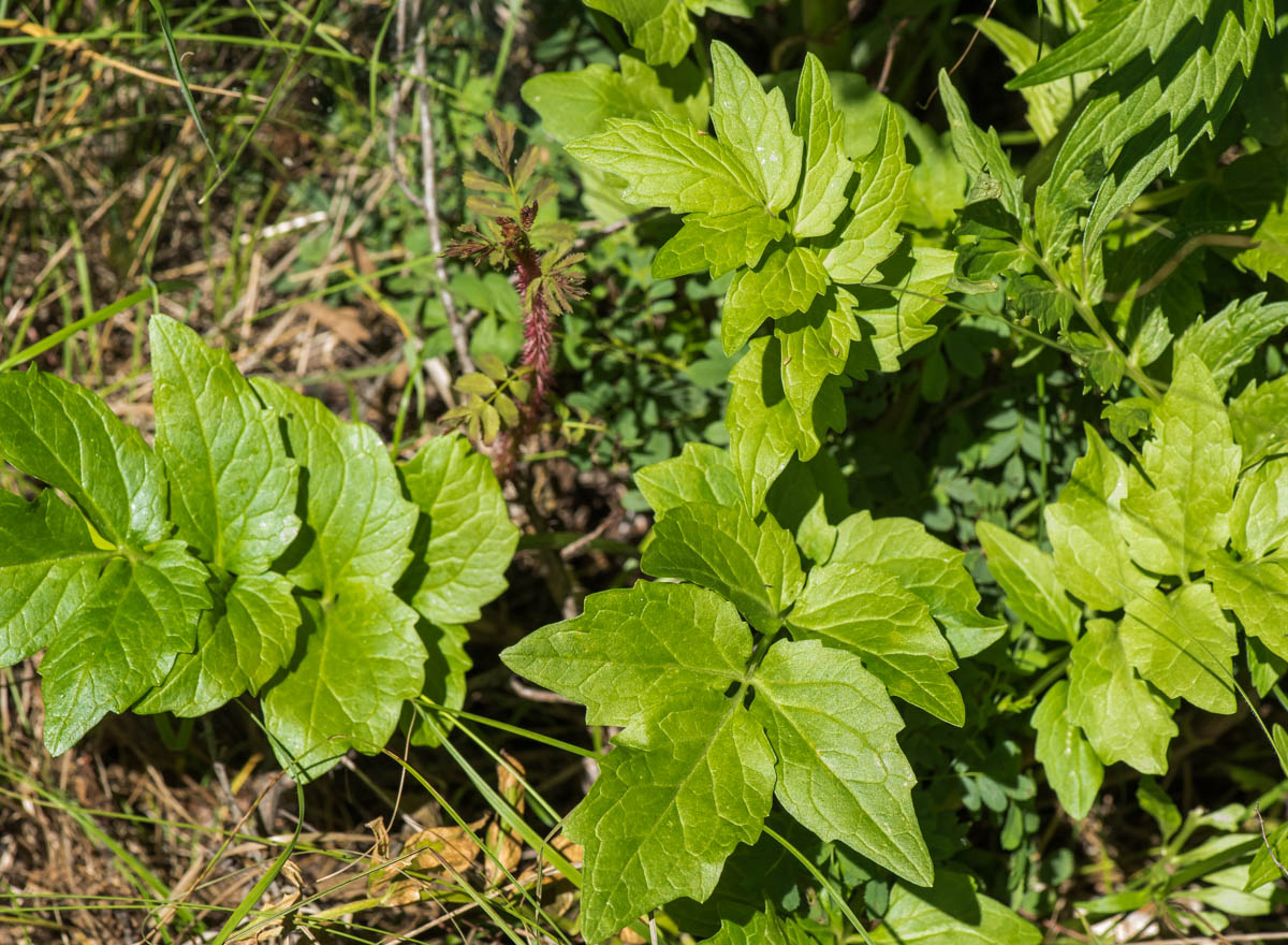 Image of Valeriana dubia specimen.