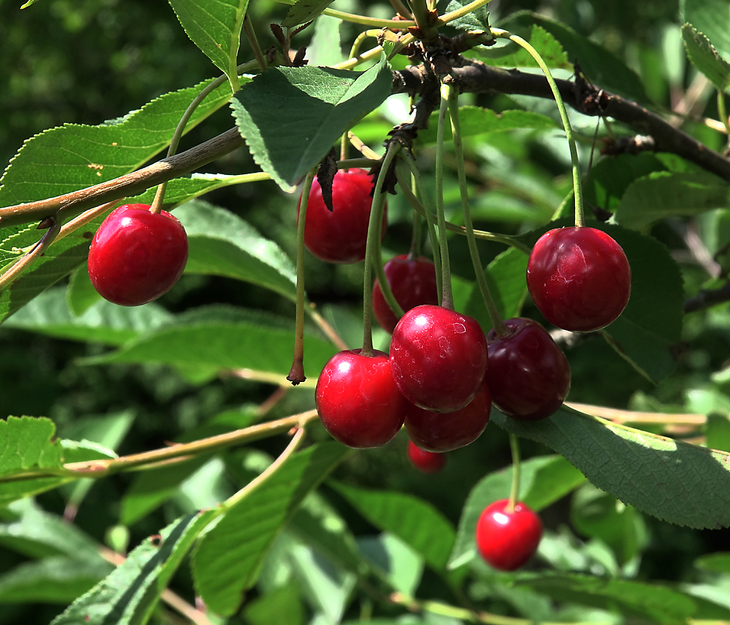 Изображение особи Cerasus vulgaris.