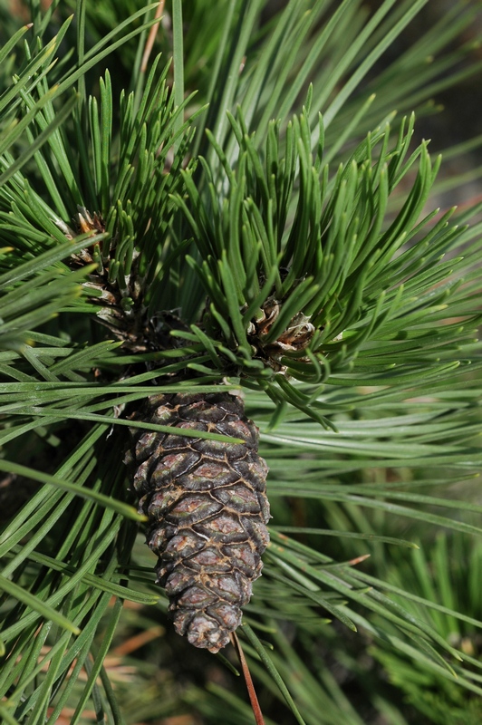 Image of Pinus leucodermis specimen.