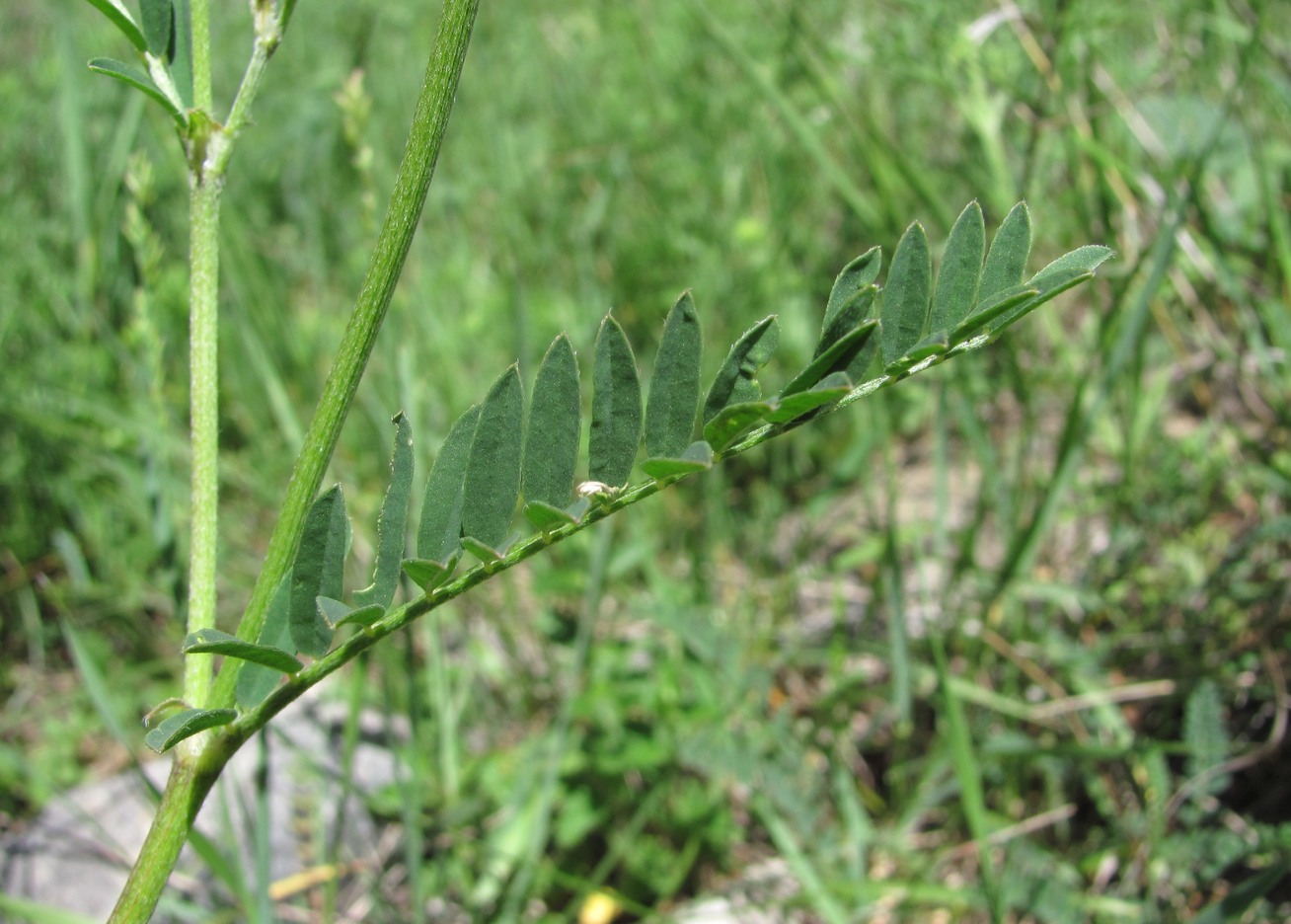 Изображение особи Astragalus onobrychis.