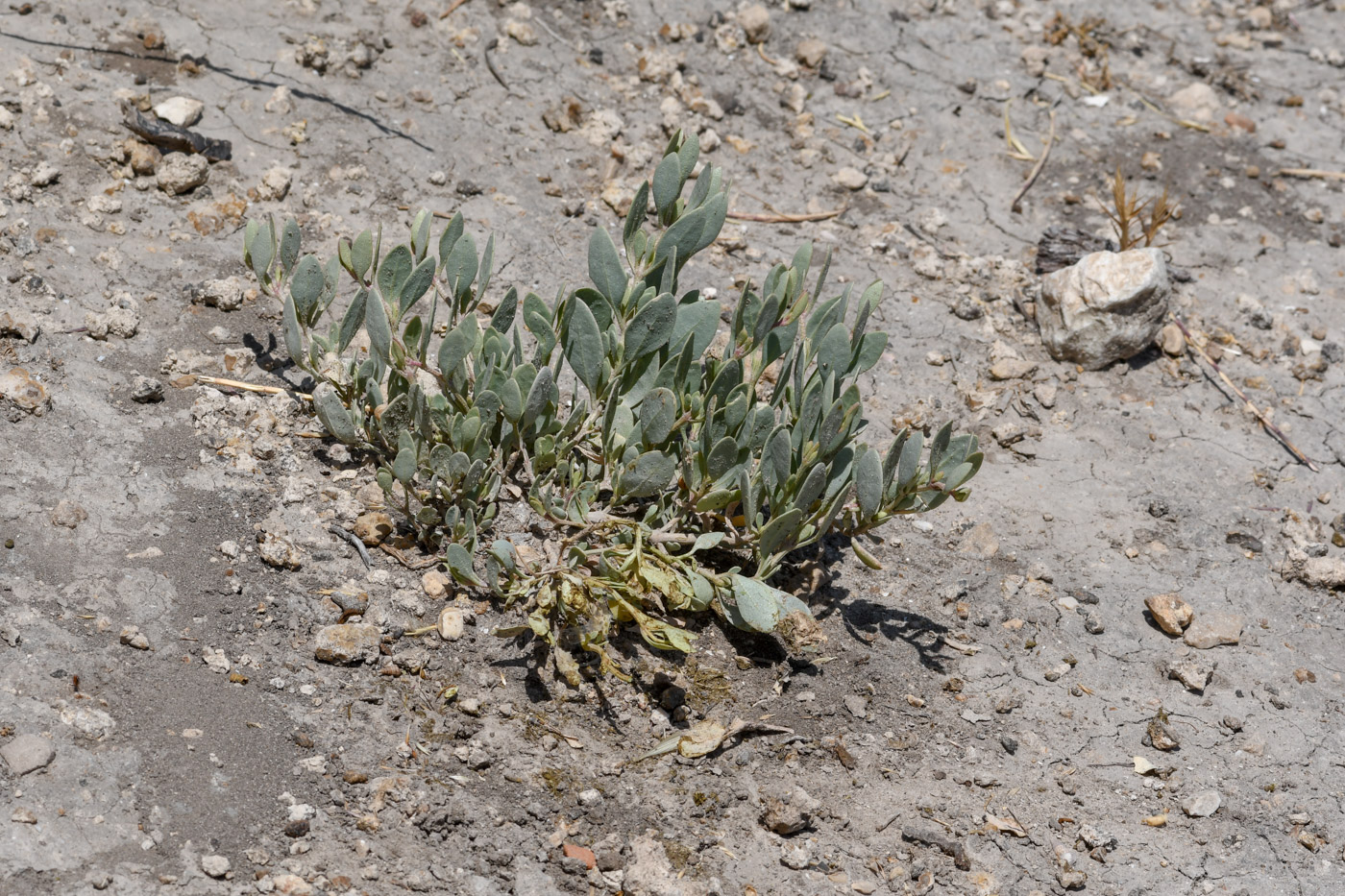 Image of Halimione portulacoides specimen.