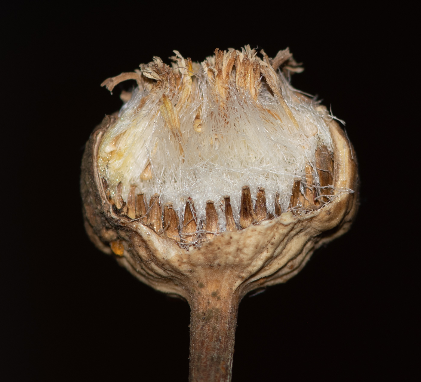 Image of Euryops speciosissimus specimen.