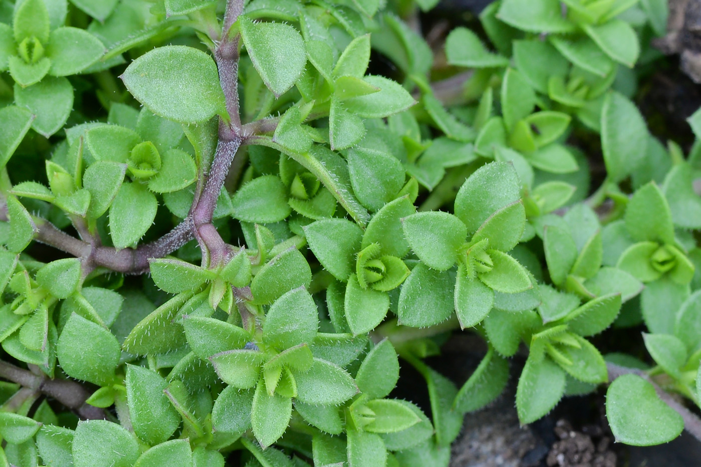 Image of Arenaria serpyllifolia specimen.