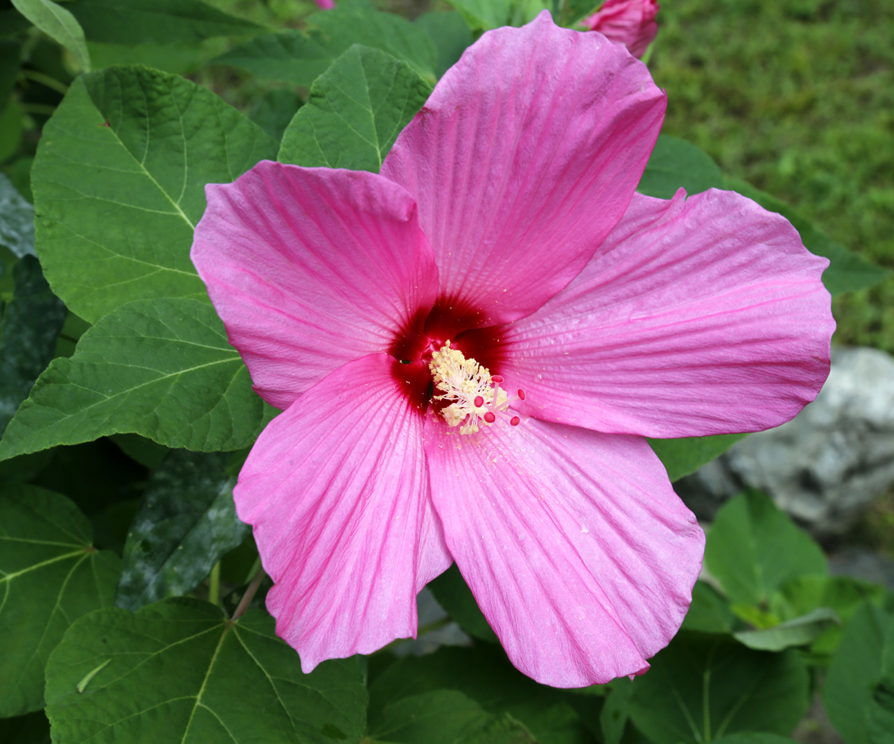 Image of genus Hibiscus specimen.