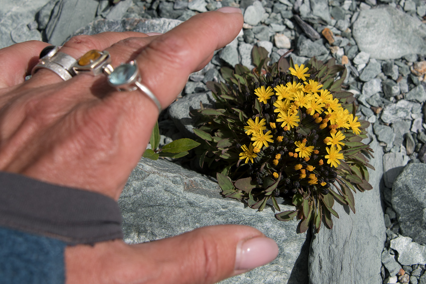 Image of Crepis nana specimen.