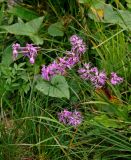 Dianthus sajanensis. Верхушки побегов с соцветиями. Башкирия, Белорецкий р-н, гора Большой Иремель, ≈ 1200 м н.у.м., субальпийский луг. 30.07.2019.