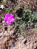 Dianthus versicolor