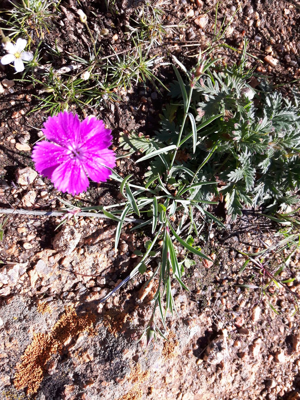 Изображение особи Dianthus versicolor.