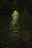 Equisetum pratense