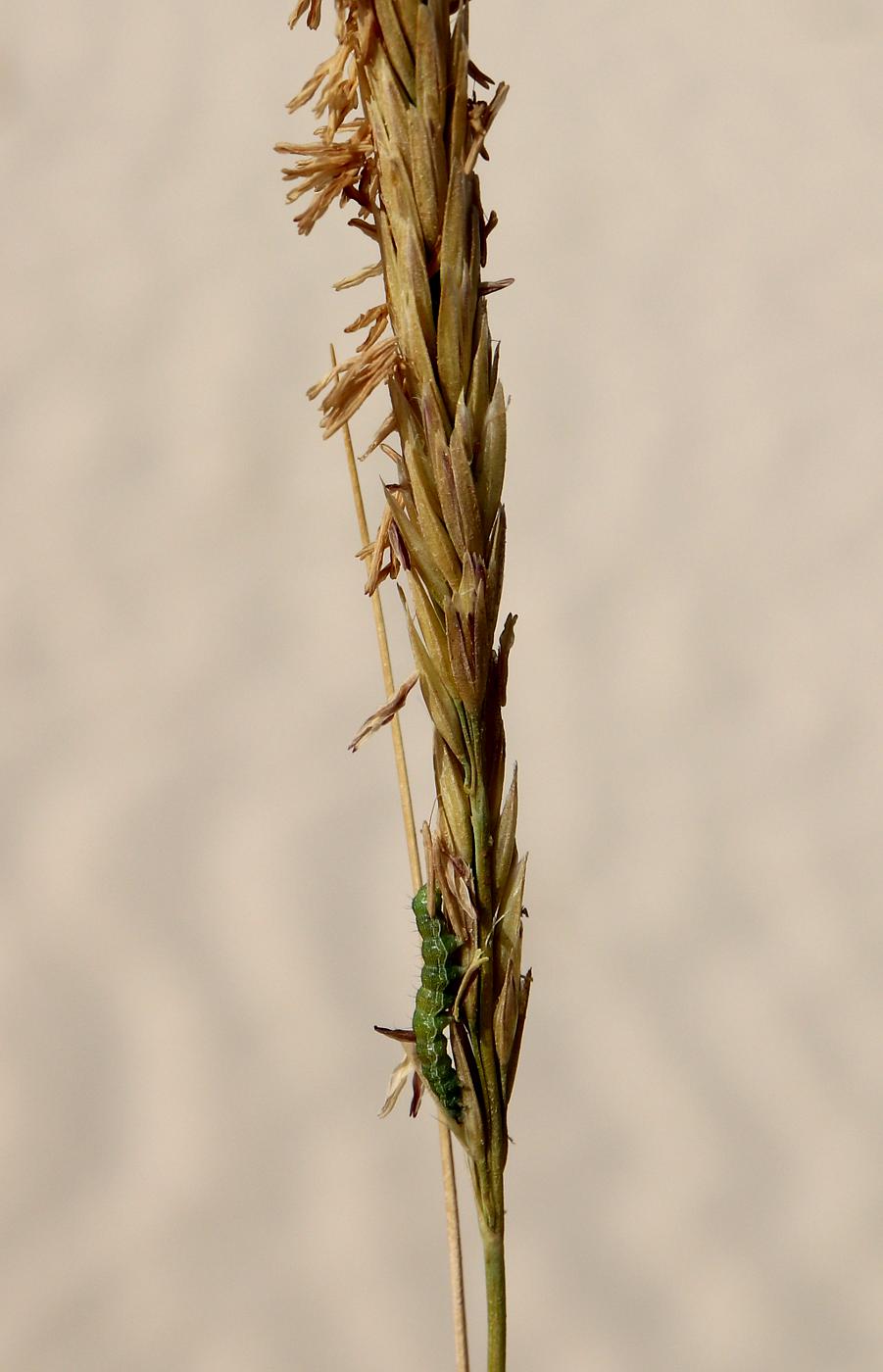 Image of Ammophila arenaria ssp. arundinacea specimen.