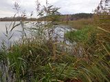 Phragmites australis