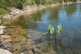 Alisma plantago-aquatica