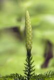 Lycopodium obscurum