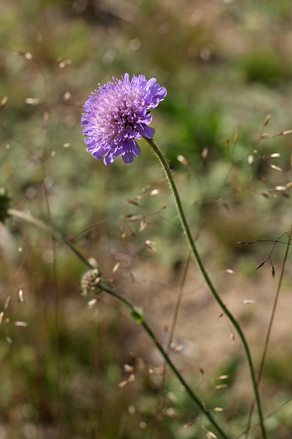 Изображение особи Knautia arvensis.