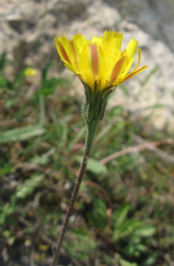 Изображение особи Leontodon biscutellifolius.